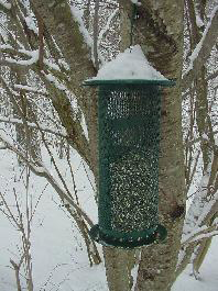 Feeding Winter Birds