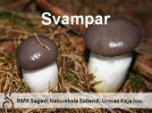 Svampar/Tickor