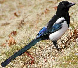 The Magpie