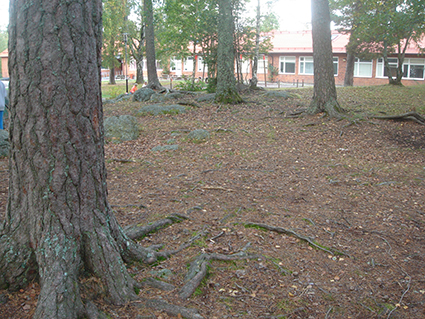 Varför behöver barn/elever gröna skolgårdar