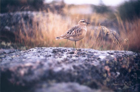 Södra Torö