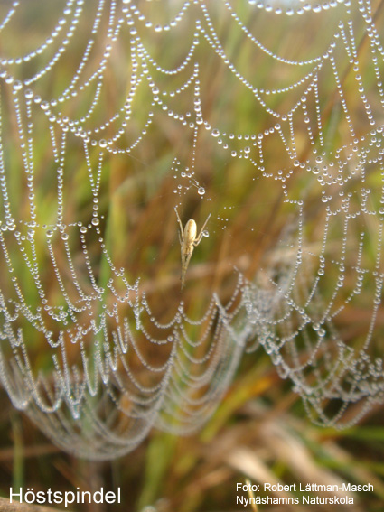 September månadsbild 2013